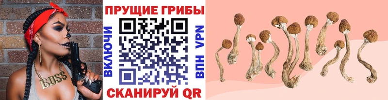 KRAKEN как войти  Петрозаводск  Псилоцибиновые грибы MAGIC MUSHROOMS  сколько стоит 